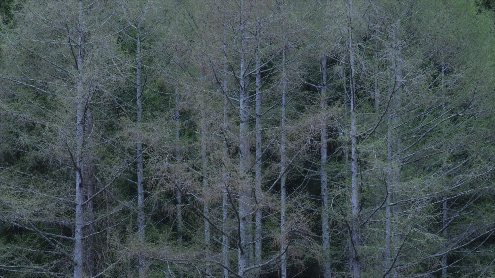 A VILLAGE 30